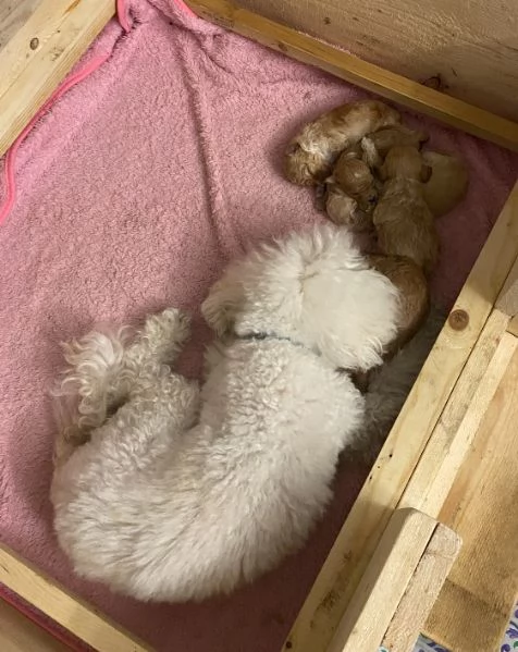 Barboncini cuccioli | Foto 5