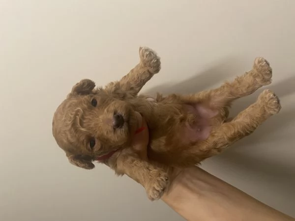 Barboncini cuccioli | Foto 4