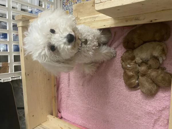 Barboncini cuccioli | Foto 3