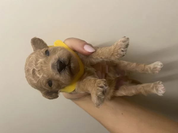 Barboncini cuccioli | Foto 2