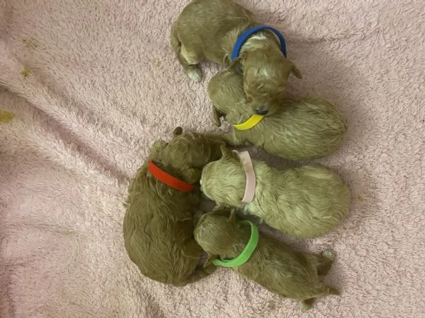 Barboncini cuccioli | Foto 1