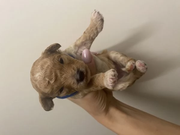 Barboncini cuccioli | Foto 0