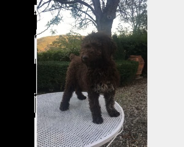 vendita cucciolo cuccioli di lagotto