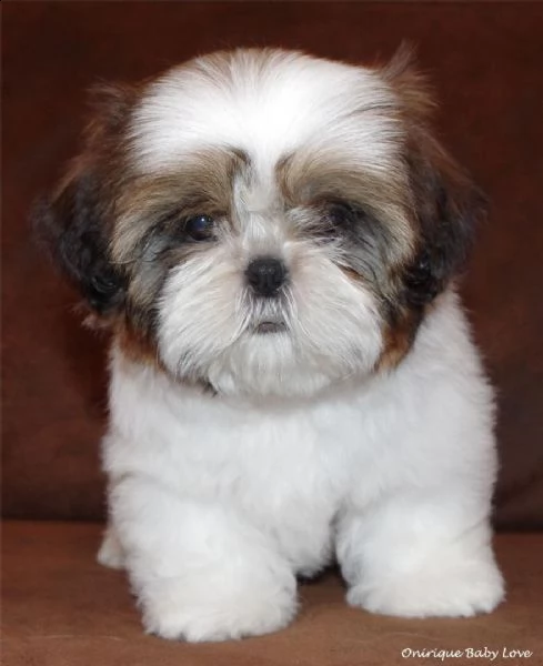 regalo cuccioli shih tzu