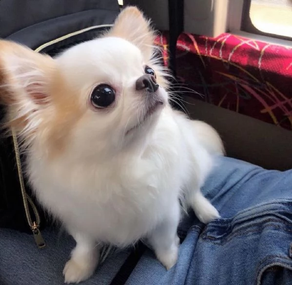  regalo cuccioli dolce e bella chihuahua toy