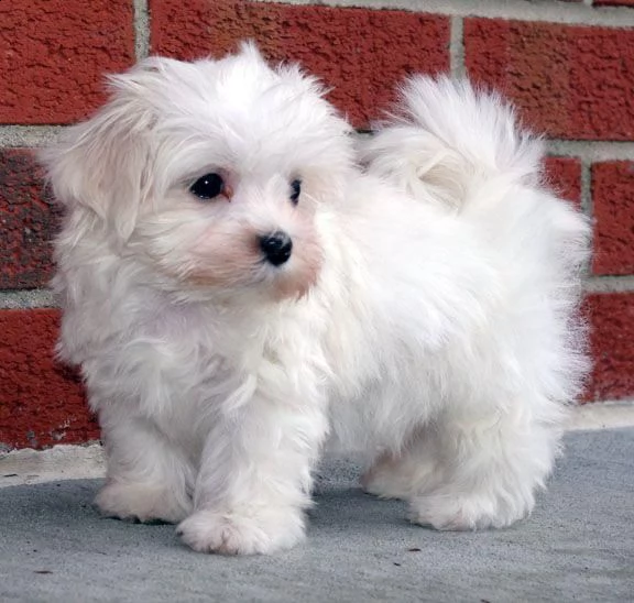 regalo dolci cuccioli maltese per ladozione