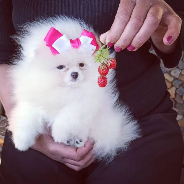  regalo  volpino pomerania mini toy 