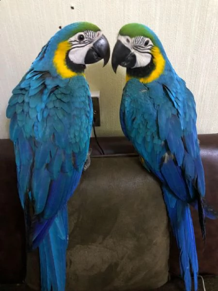 pappagalli ara ararauna due