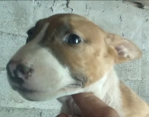 bull terrier | Foto 1