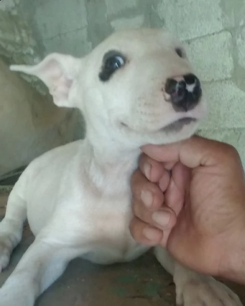 bull terrier | Foto 0