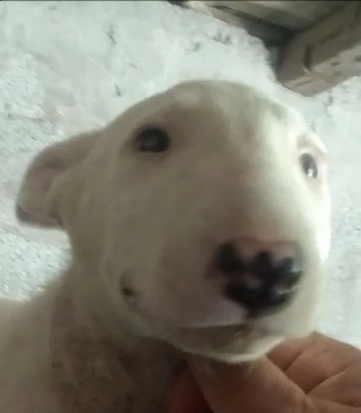 bull terrier