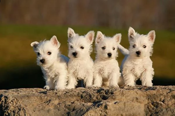  regalo adorabili cuccioli west highland terrier bianco femminucce e