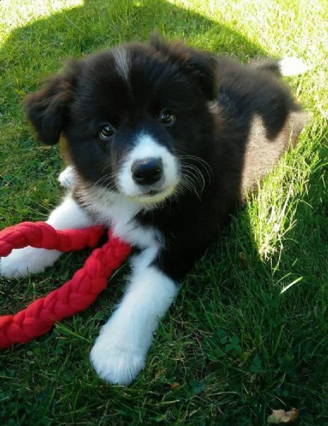 adorabili cuccioli di border collie femminucce e maschietti