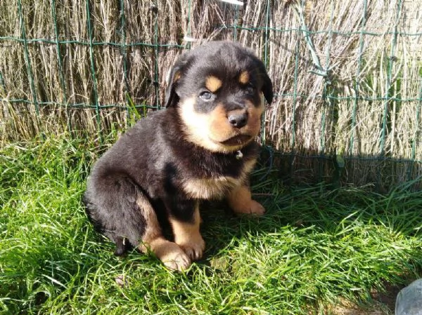 regalo cuccioli di rottweiler 1 femmine e un maschietto