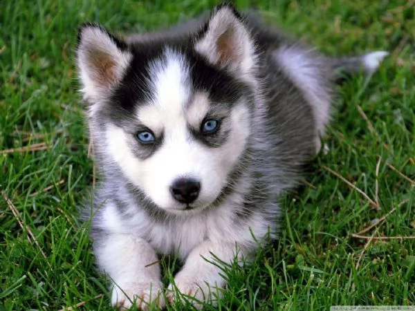  regalo siberian husky con pedigree