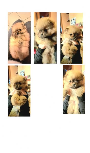 Volpino Spitz piccolo