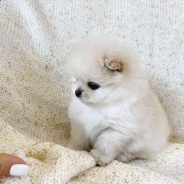 cuccioli di pomerania mini tazza da t di razza