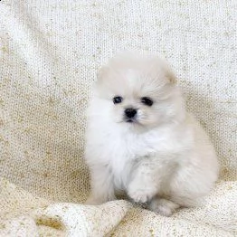 cuccioli di pomerania mini tazza da t di razza | Foto 1