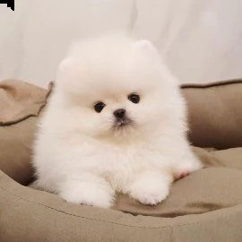 cuccioli di pomerania mini tazza da t di razza | Foto 0