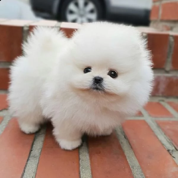 regalo  volpino pomerania mini toy 