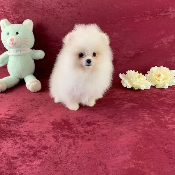 regalo  volpino pomerania mini toy  | Foto 0