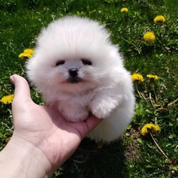 regalo  volpino pomerania mini toy  | Foto 0