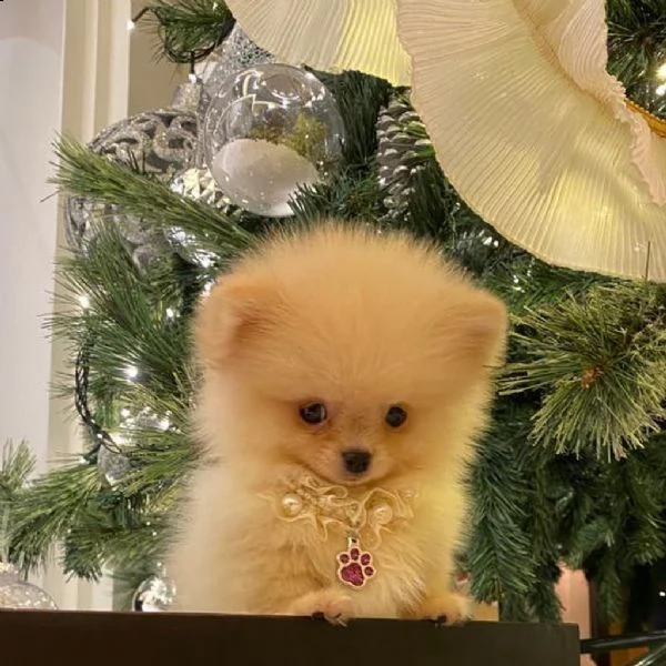 regalo  volpino pomerania mini toy 