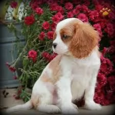   regalo cavalier king | Foto 0