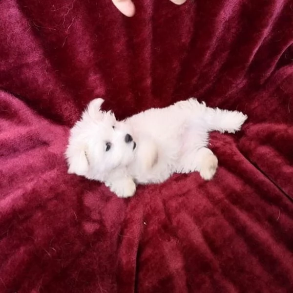 regalo maltese | Foto 0