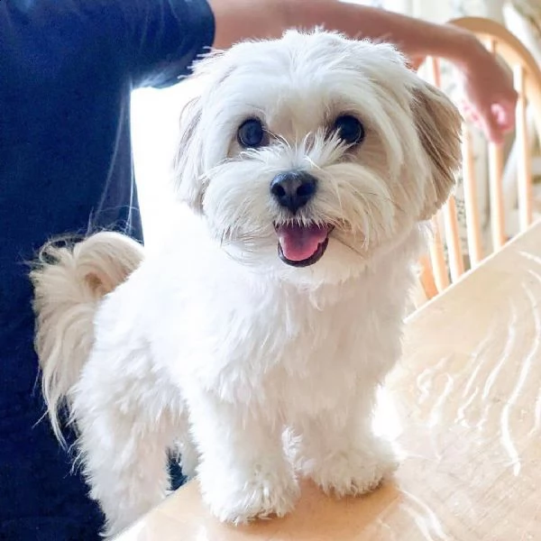 regalo maltese