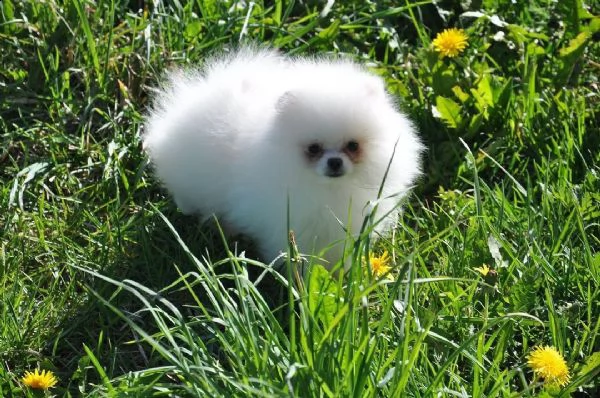 regalo  volpino pomerania mini toy  | Foto 0