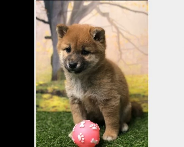 cuccioli shiba inu pedigree belli esenti malattie | Foto 2