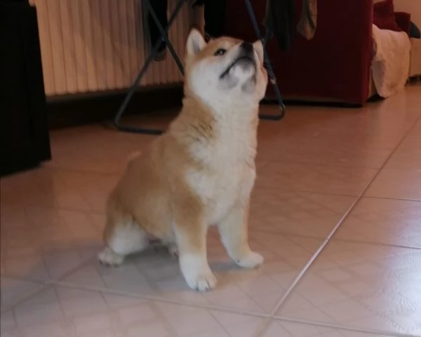 cuccioli shiba inu pedigree belli esenti malattie | Foto 1