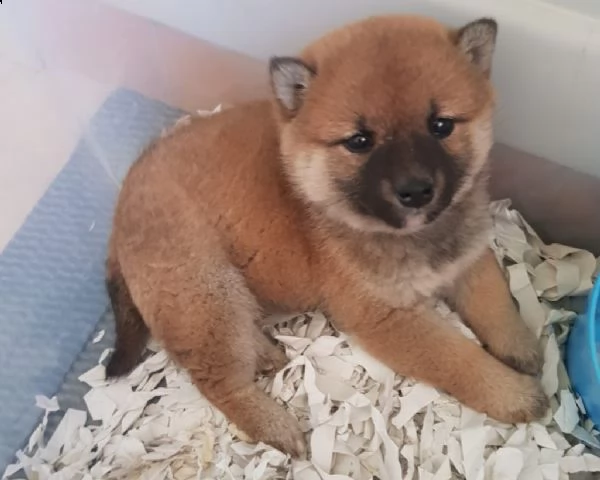 cuccioli shiba inu pedigree belli esenti malattie | Foto 0