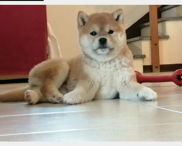 cuccioli shiba inu pedigree belli esenti malattie