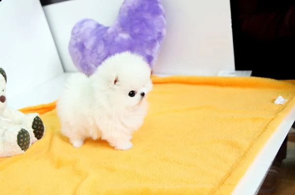 regalo cucciolo regalo volpino pomerania mini toy