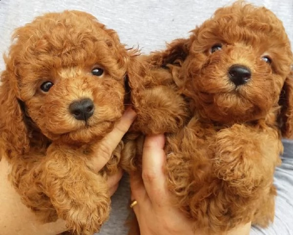 vendita maschietti e femmina di barboncino nano cuccioli 