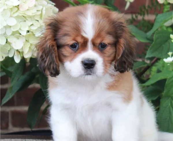 regalo cavalier king cuccioli meravigliosi  