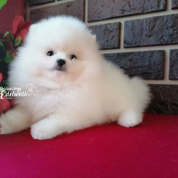 regalo  volpino pomerania mini toy 