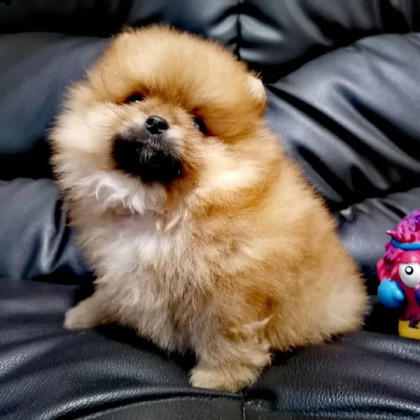 regalo  volpino pomerania mini toy  | Foto 0