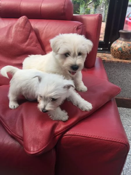 regalo adorabili cuccioli  west highland terrier bianco femminucce e maschietti disponibili