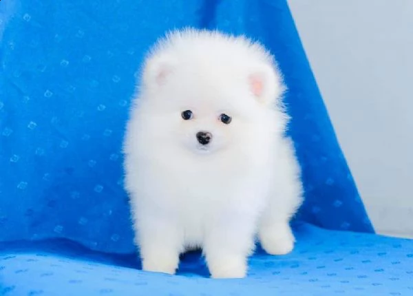  regalo pomerania cuccioli maschio e femmina