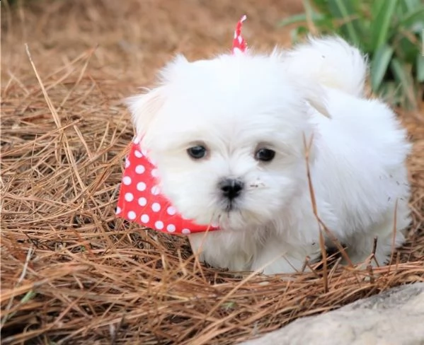  regalo maltese cuccioli meravigliosi 