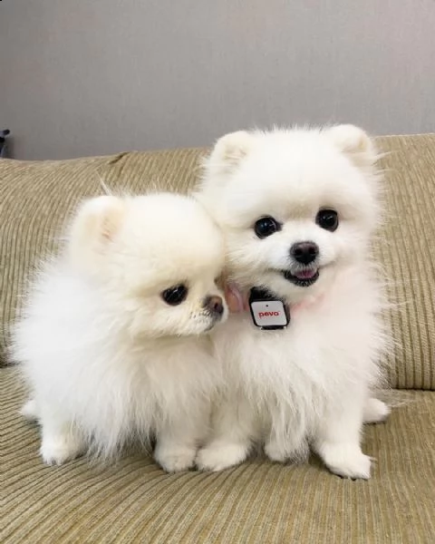 regalo  volpino pomerania mini toy 