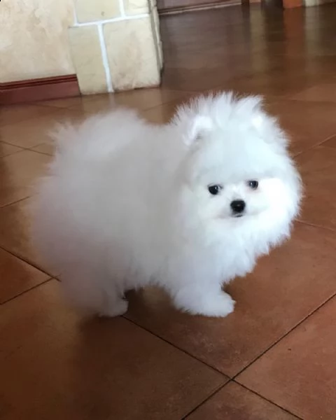 regalo  volpino pomerania mini toy  | Foto 0