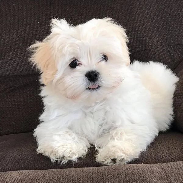 regalo maltese | Foto 0