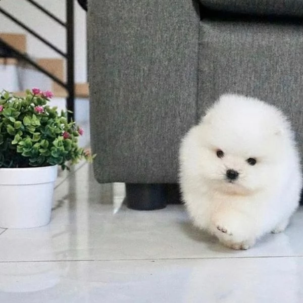 regalo  volpino pomerania mini toy 