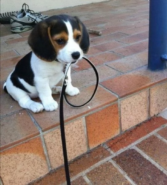 regalo cuccioli di razza pura jack russel