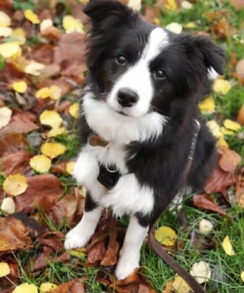  adorabili cuccioli di border collie femminucce e maschietti disponibili  