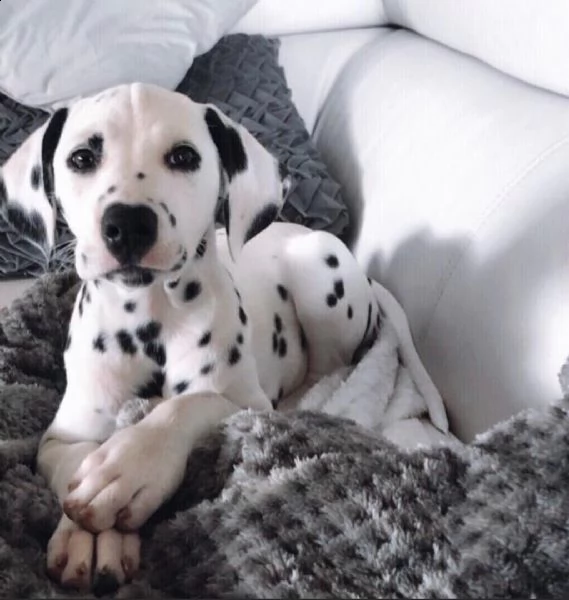   regalo abbiamo cuccioli di dalmata